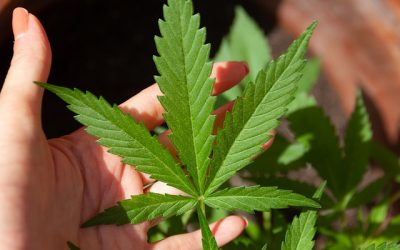 What legalization of marijuana means for Maryland’s criminal justice system