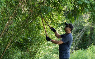 Maryland lawmakers propose choking off invasive running bamboo