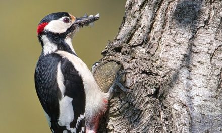 How to Spot Woodpeckers in Maryland this Year