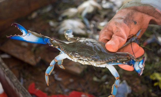 Blue crabs doing better than last year, but still below average