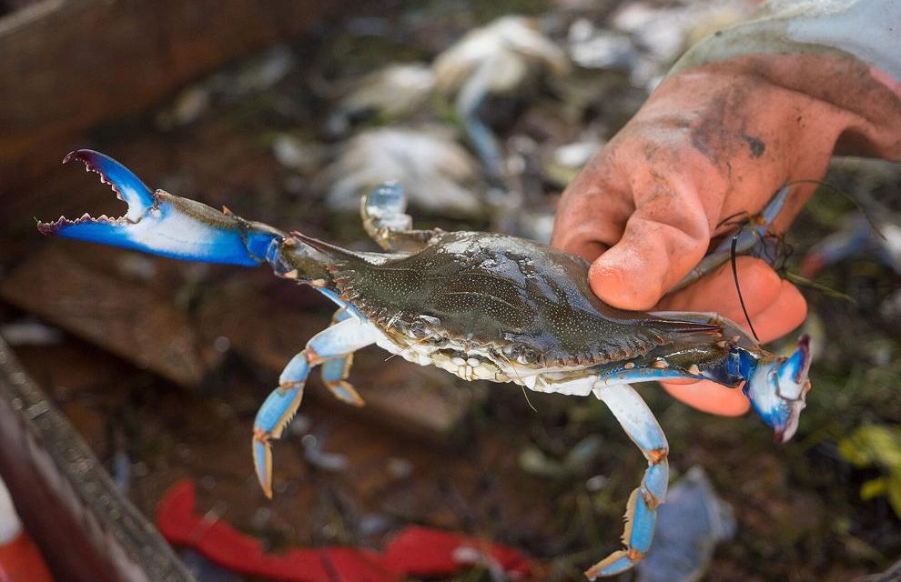 Blue crabs doing better than last year, but still below average