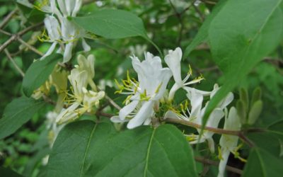 Maryland’s top invasive plant species import harm to natives