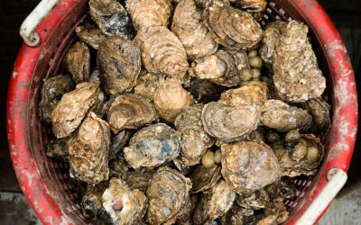 Consumer guide criticized for saying ‘avoid’ Chesapeake oysters