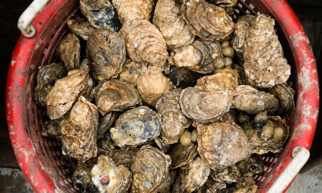 Consumer guide criticized for saying ‘avoid’ Chesapeake oysters