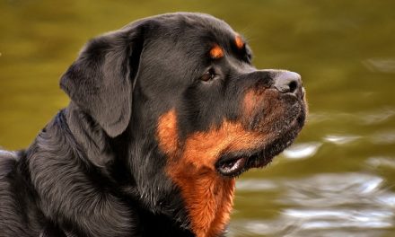 Rottweiler Breed and Pet Insurance: Addressing Unique Health Challenges