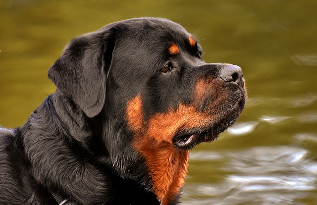 Rottweiler Breed and Pet Insurance: Addressing Unique Health Challenges