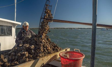 Amid oyster bounty, Maryland worries about overfishing, eyes harvest limits