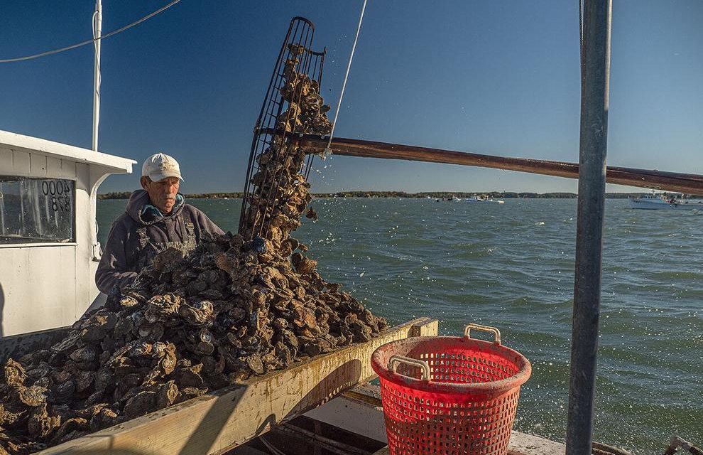 Amid oyster bounty, Maryland worries about overfishing, eyes harvest limits