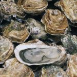 State Roundup: Maryland seeks disaster aid for oyster industry; U.S. Supreme Court lets stand gun seizure law; bipartisan support for IG reform