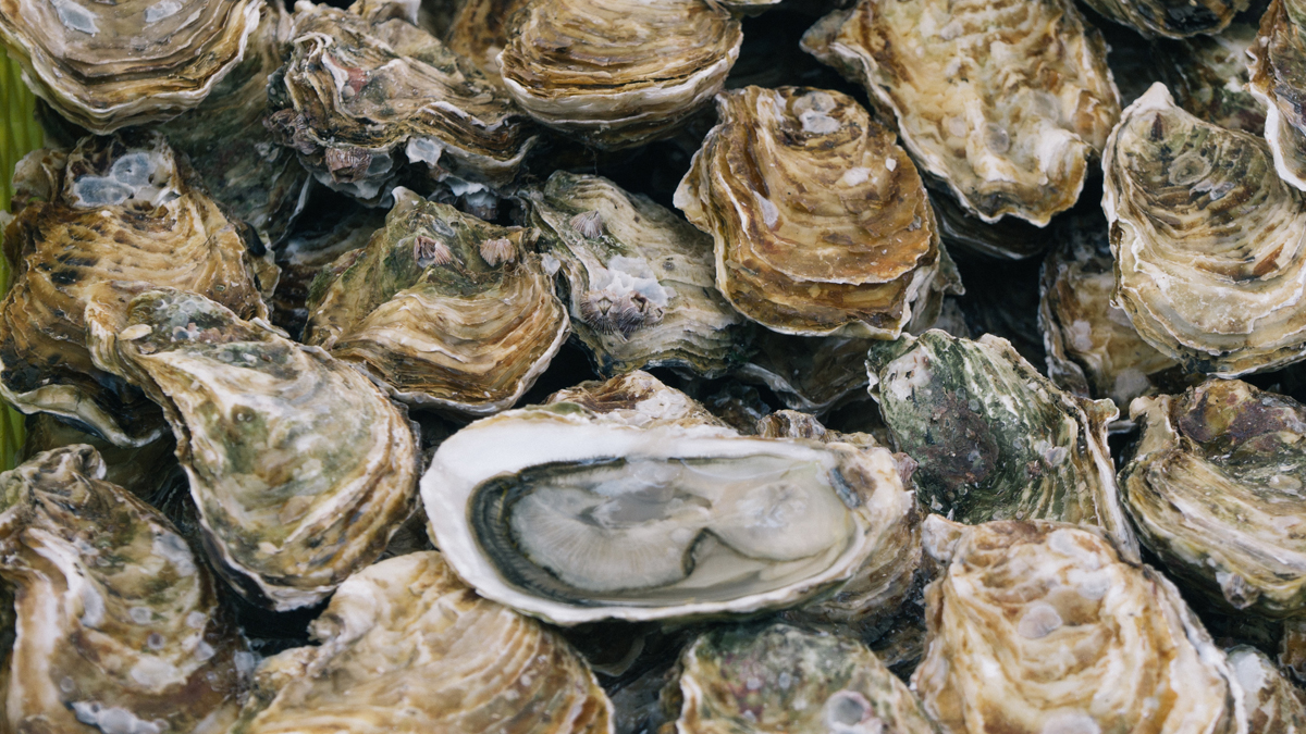 State Roundup: Maryland seeks disaster aid for oyster industry; U.S. Supreme Court lets stand gun seizure law; bipartisan support for IG reform