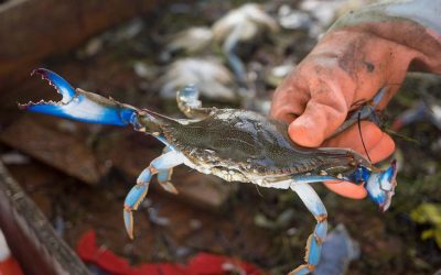 STATE ROUNDUP: SECURITY UP AT JEWISH FACILITIES AS COMMUNITY MOURNS ISRAELI EMBASSY STAFFERS; FEMA REOPENS NATIONAL FIRE ACADEMY; CRAB POPULATION DOWN AGAIN