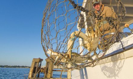 Limits loosened slightly on  Chesapeake Bay crab harvest