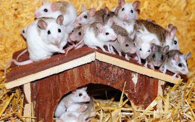 Most frequently asked questions about mice and rodent infestation