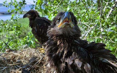 First baby eagles hatch on reborn Chesapeake island