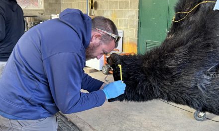 Bear hunters say they do it for love of family, neighbors and the great outdoors