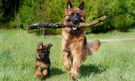 11 Fun Activities to Do with Your Dog