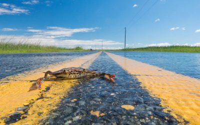 Will a cleaner Bay mean more fish and crabs? It’s complicated