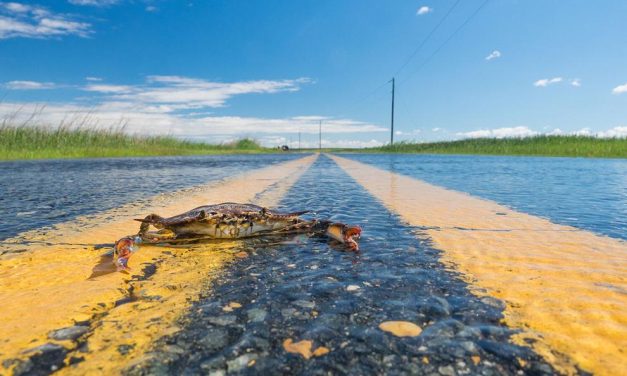 Will a cleaner Bay mean more fish and crabs? It’s complicated