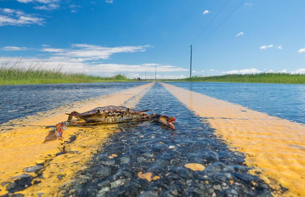 Will a cleaner Bay mean more fish and crabs? It’s complicated