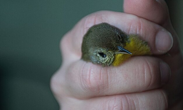 If only birds were ‘puppies’: Lights Out Baltimore tracks 3,000 window collisions since 2018