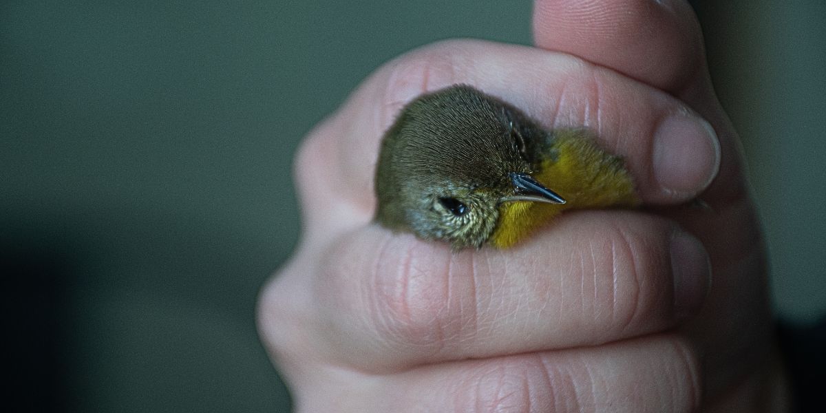If only birds were ‘puppies’: Lights Out Baltimore tracks 3,000 window collisions since 2018