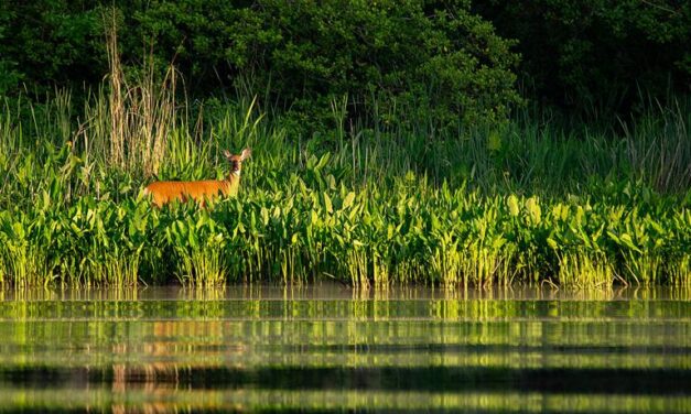 Maryland to focus restoration efforts on five watersheds, but funding is in doubt