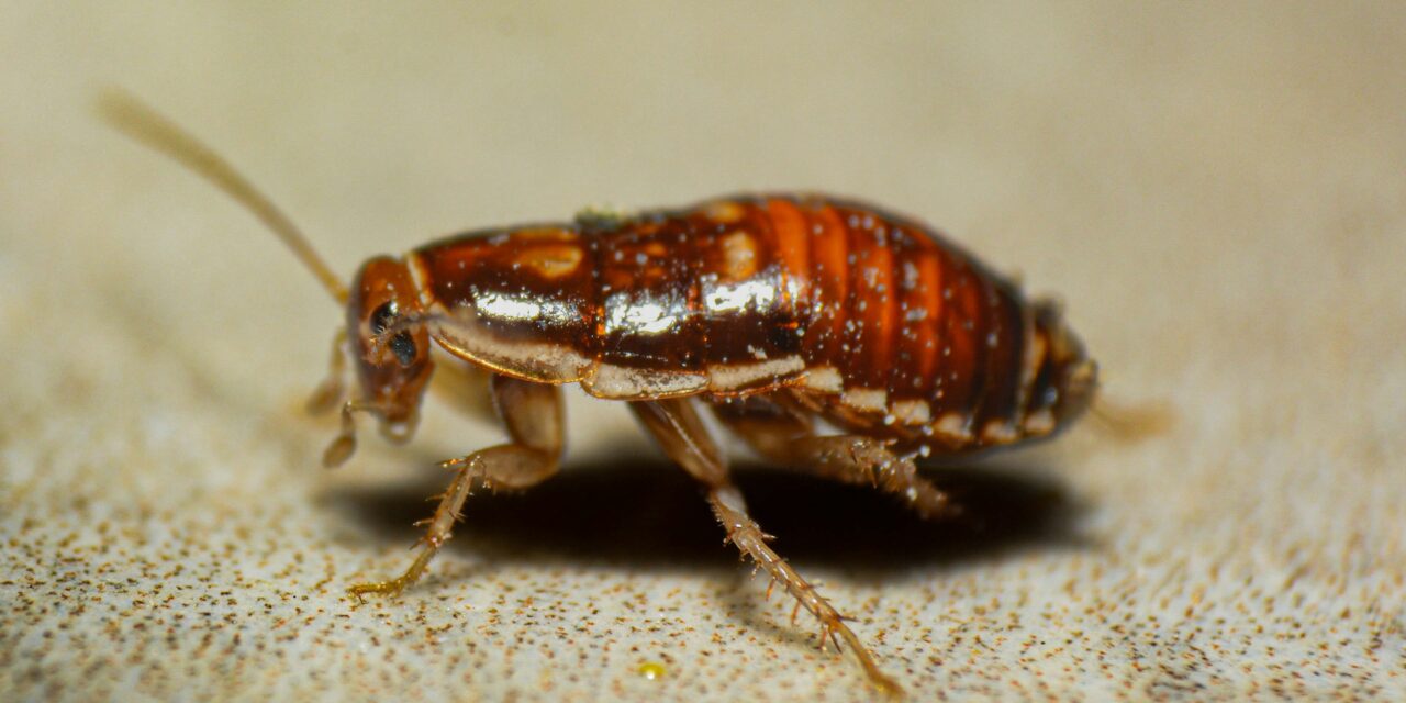 Can You Ever Actually Get Rid of Bed Bugs?