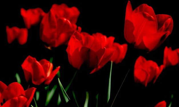 The Celestial Garden: Choosing Zodiac Flowers to Align with Your Horoscope