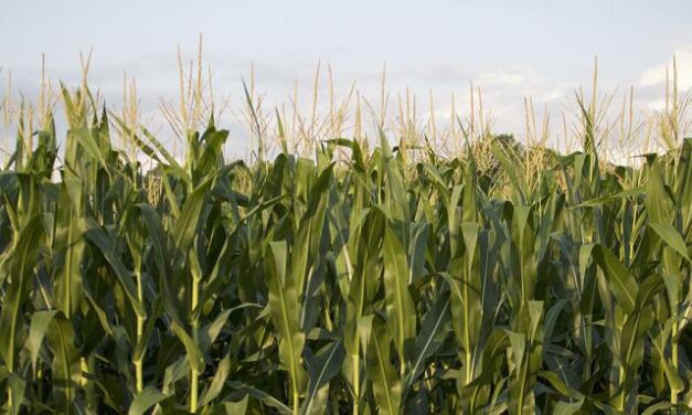 Rewards for nutrient efficiency on Md. farms help reduce Bay pollution