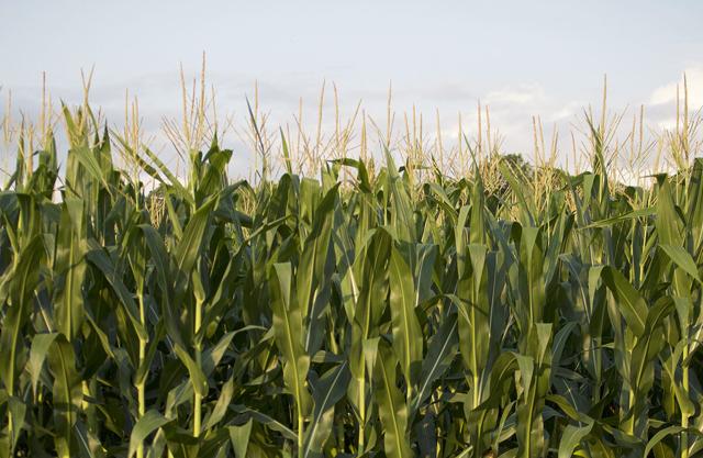 Rewards for nutrient efficiency on Md. farms help reduce Bay pollution