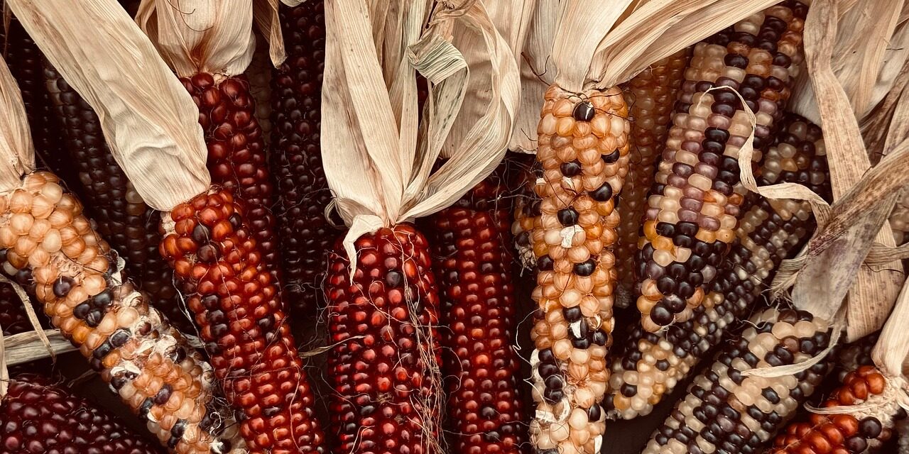 The Spirit of Abundance: Teachings from Chief Phillip Scott on Harvest, Gratitude and Connection to the Land