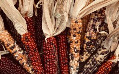 The Spirit of Abundance: Teachings from Chief Phillip Scott on Harvest, Gratitude and Connection to the Land