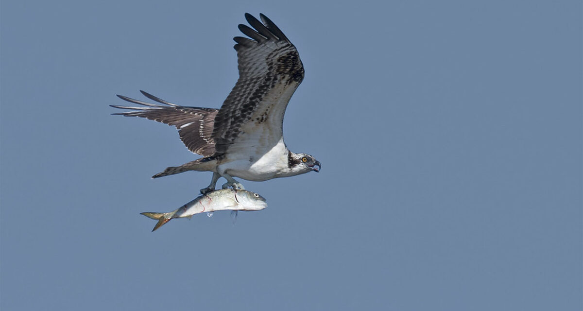 State Roundup: Menhaden in middle of fight over Bay health; judges tell Trump to free SNAP benefits; Exelon to seek OK to build power plant in Maryland