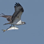 State Roundup: Menhaden in middle of fight over Bay health; judges tell Trump to free SNAP benefits; Exelon to seek OK to build power plant in Maryland