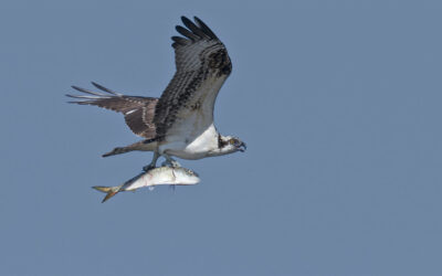 State Roundup: Menhaden in middle of fight over Bay health; judges tell Trump to free SNAP benefits; Exelon to seek OK to build power plant in Maryland