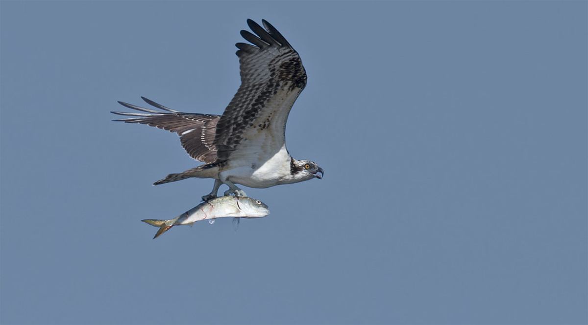 State Roundup: Menhaden in middle of fight over Bay health; judges tell Trump to free SNAP benefits; Exelon to seek OK to build power plant in Maryland