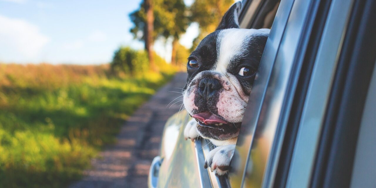 How to Prepare Your Pet for a Long Trip