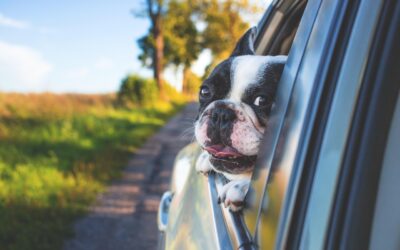 How to Prepare Your Pet for a Long Trip