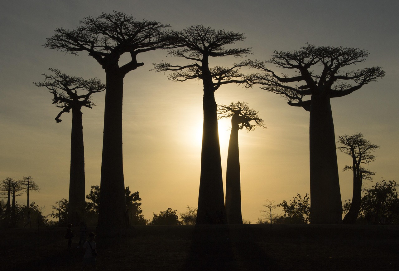 Why Madagascar Is a Bucket-List African Destination