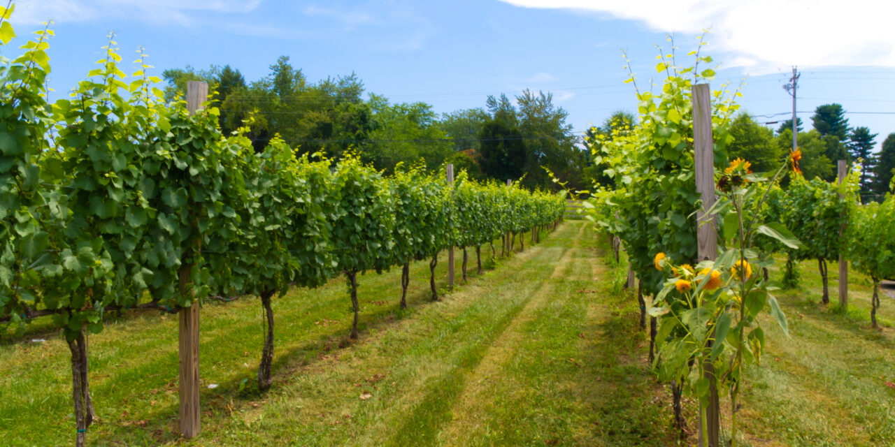 state roundup: late season frost devastates wineries; johns hopkins’ funding squeeze could worsen; cannabis reclassification leaves regulators confused