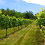 State Roundup: late season frost devastates wineries; Johns Hopkins’ funding squeeze could worsen; cannabis reclassification leaves regulators confused