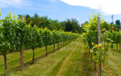 State Roundup: late season frost devastates wineries; Johns Hopkins’ funding squeeze could worsen; cannabis reclassification leaves regulators confused