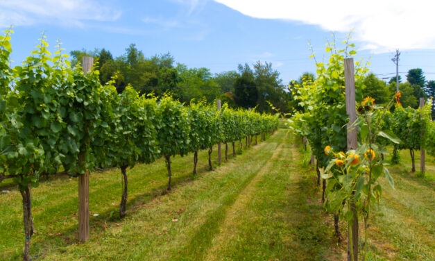 state roundup: late season frost devastates wineries; johns hopkins’ funding squeeze could worsen; cannabis reclassification leaves regulators confused