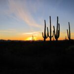 AZ MMJ Card Renewal Costs to know
