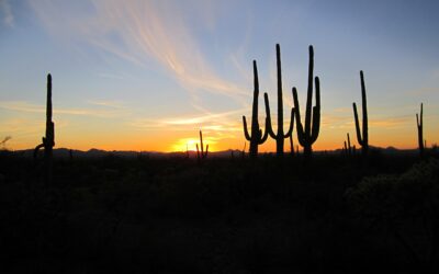AZ MMJ Card Renewal Costs to know