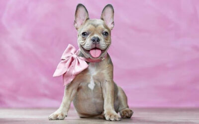 How to Spot a Well-Socialized French Bulldog Puppy: A Buyer’s Guide for First-Time Frenchie Owners