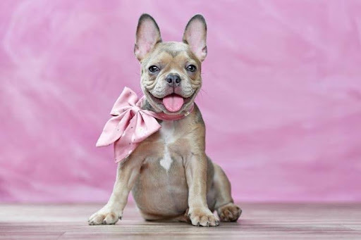 How to Spot a Well-Socialized French Bulldog Puppy: A Buyer’s Guide for First-Time Frenchie Owners
