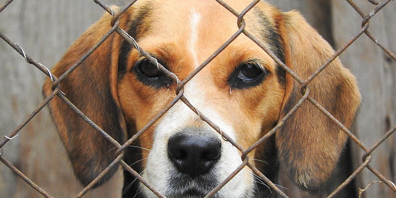 Why Professional Dog Boarding Keeps Pets Safe and Healthy