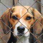 Why Professional Dog Boarding Keeps Pets Safe and Healthy
