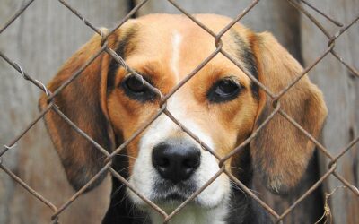 Why Professional Dog Boarding Keeps Pets Safe and Healthy